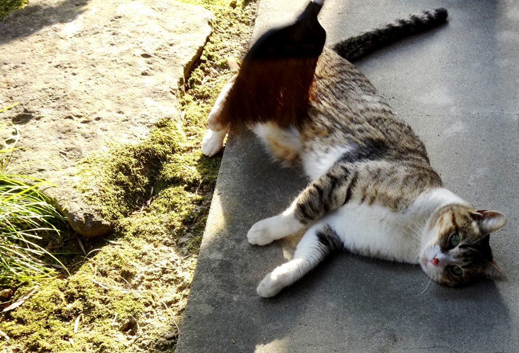 ねこ、風太 ゴロゴロ