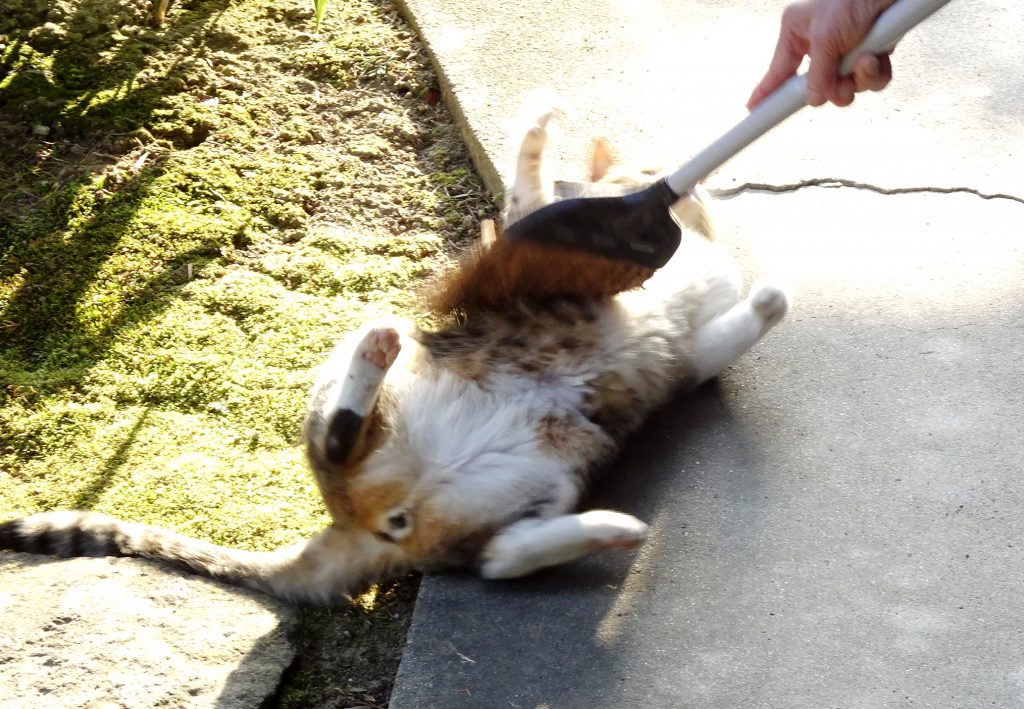 ねこ、風太 ゴロゴロ