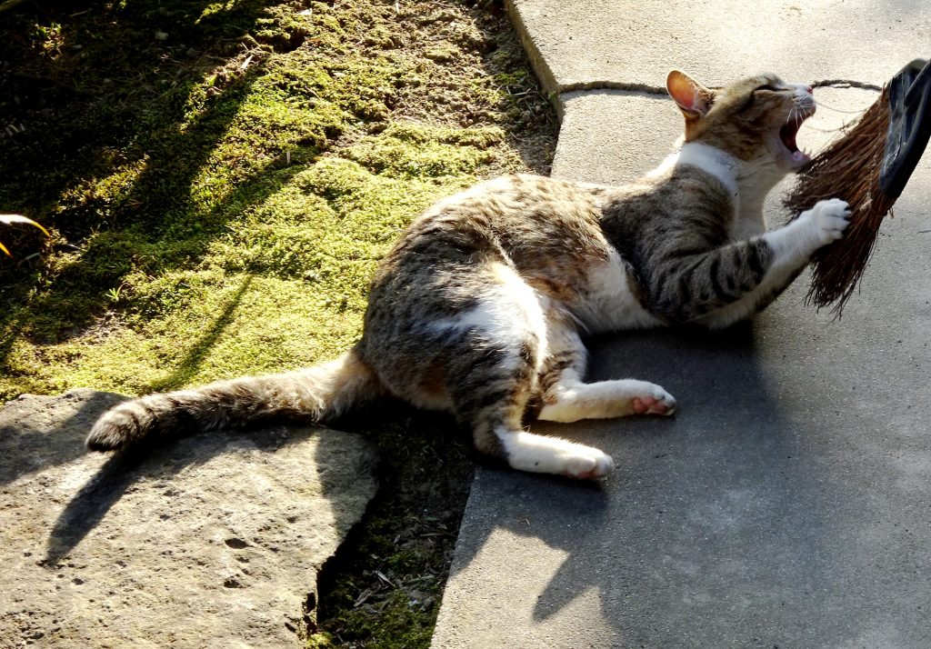 ねこ、風太 ゴロゴロ