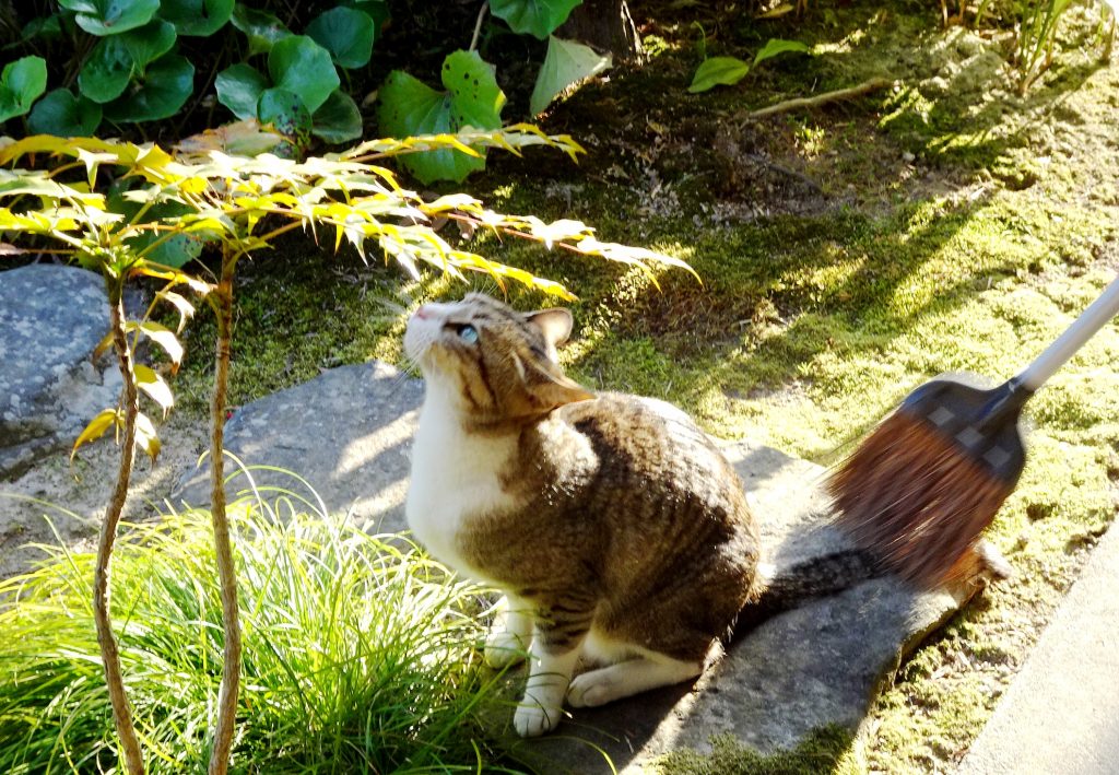 ねこ、風太 ゴロゴロ