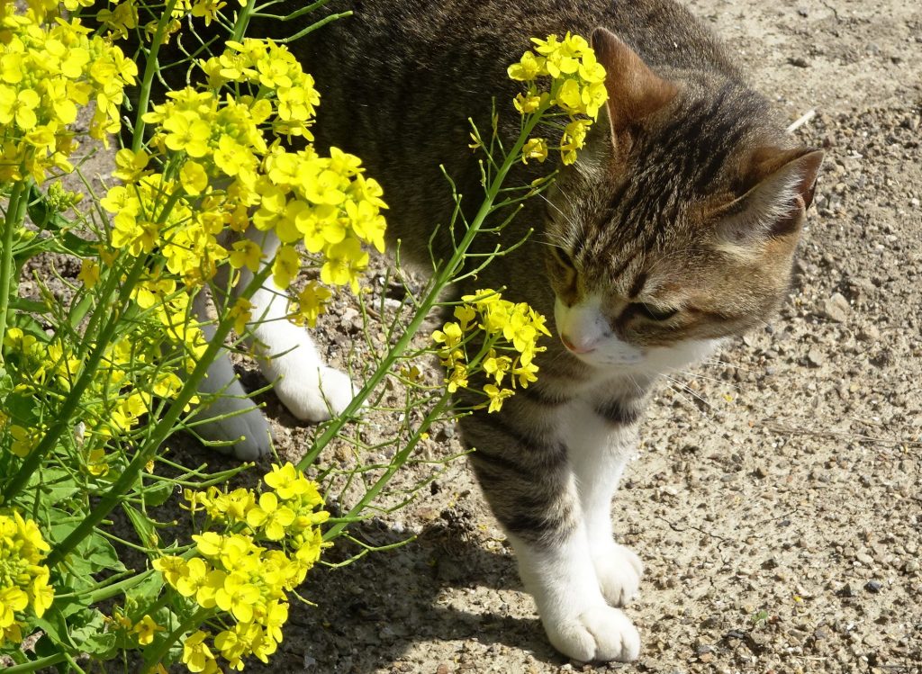ねこ、風太 巡回