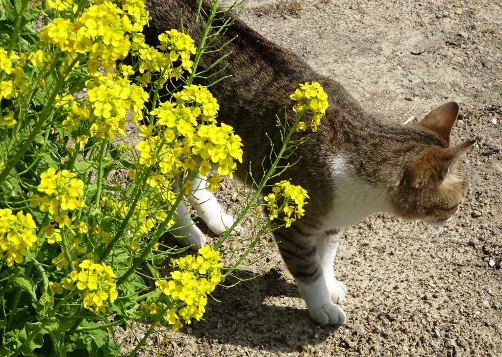 ねこ、風太 巡回