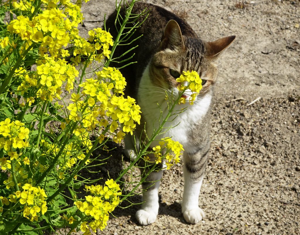 ねこ、風太 巡回