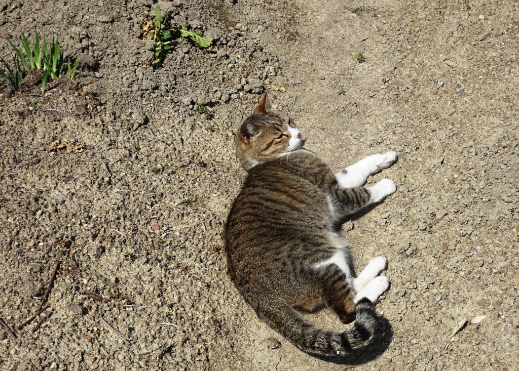 ねこ、風太 ゴロゴロ