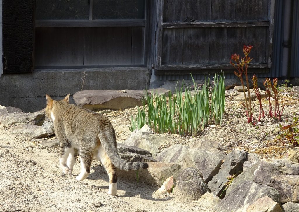 ねこ、風太 巡回