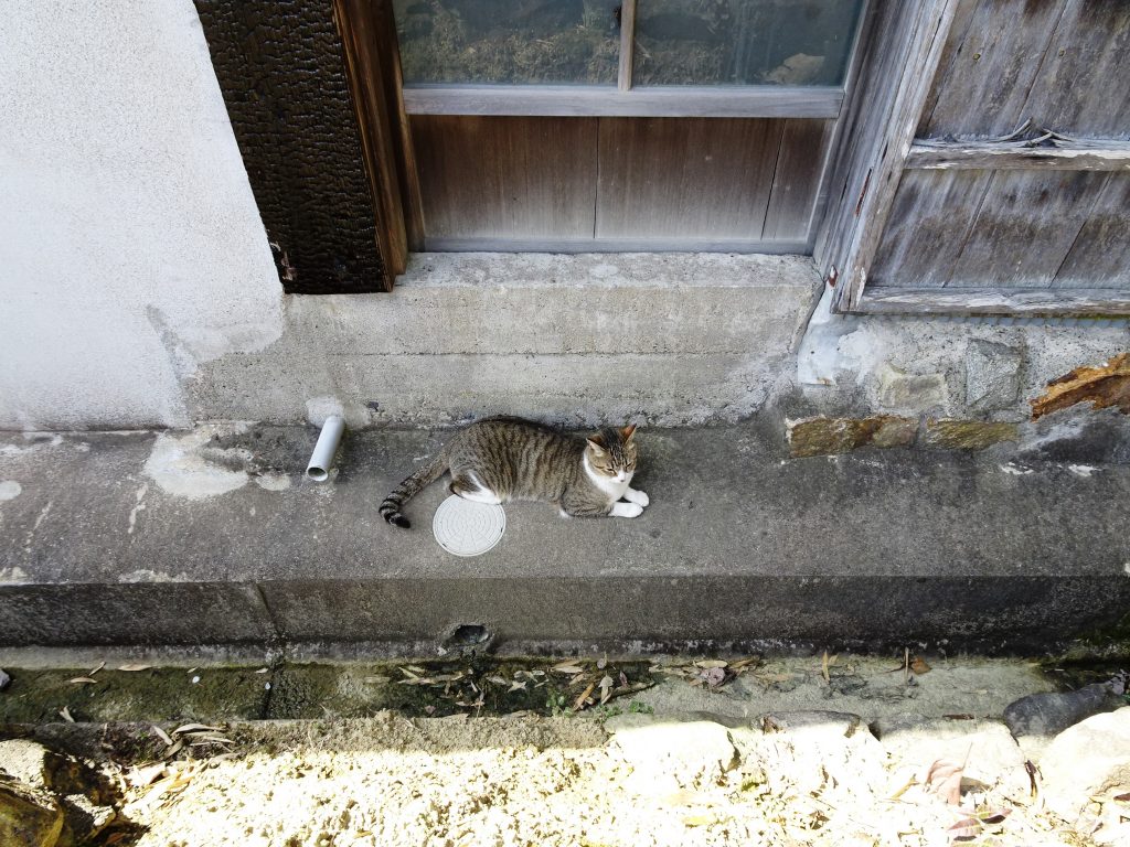 ねこ、風太 ゴロゴロ