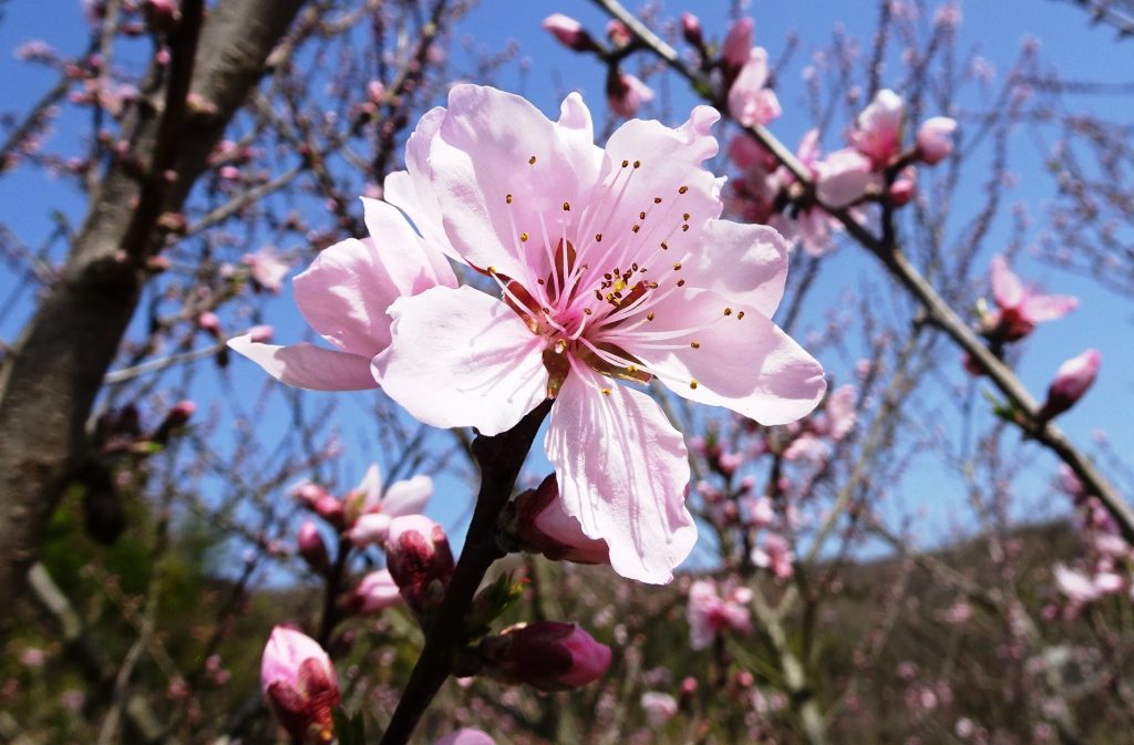 桃の花咲きました。