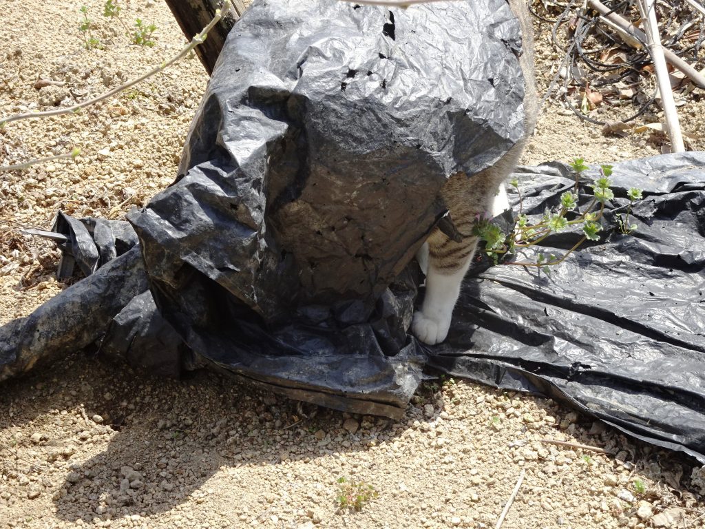 ねこ、風太 仕事