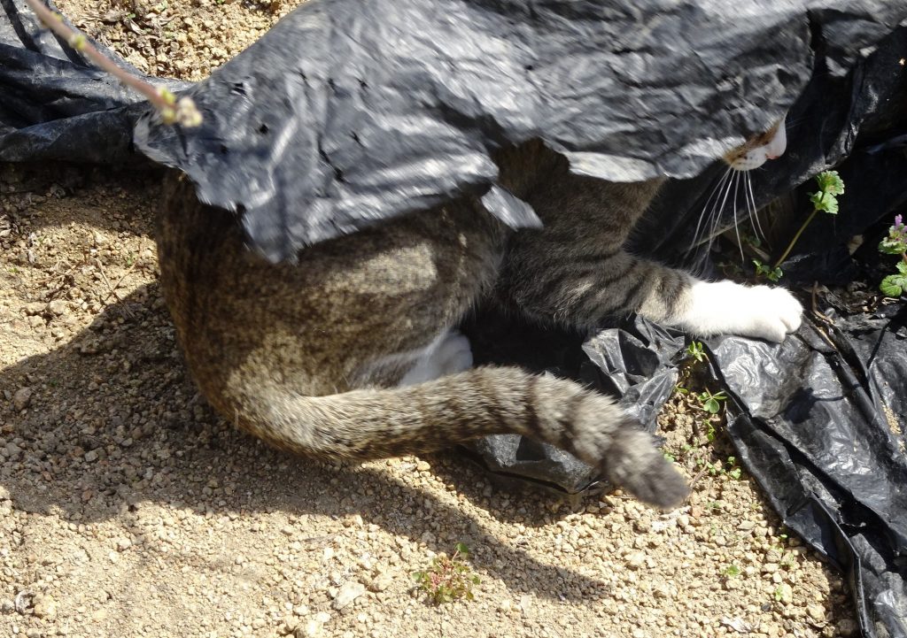 ねこ、風太 仕事