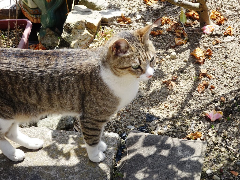 ねこ、風太 仕事