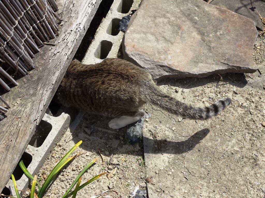 ねこ、風太 仕事