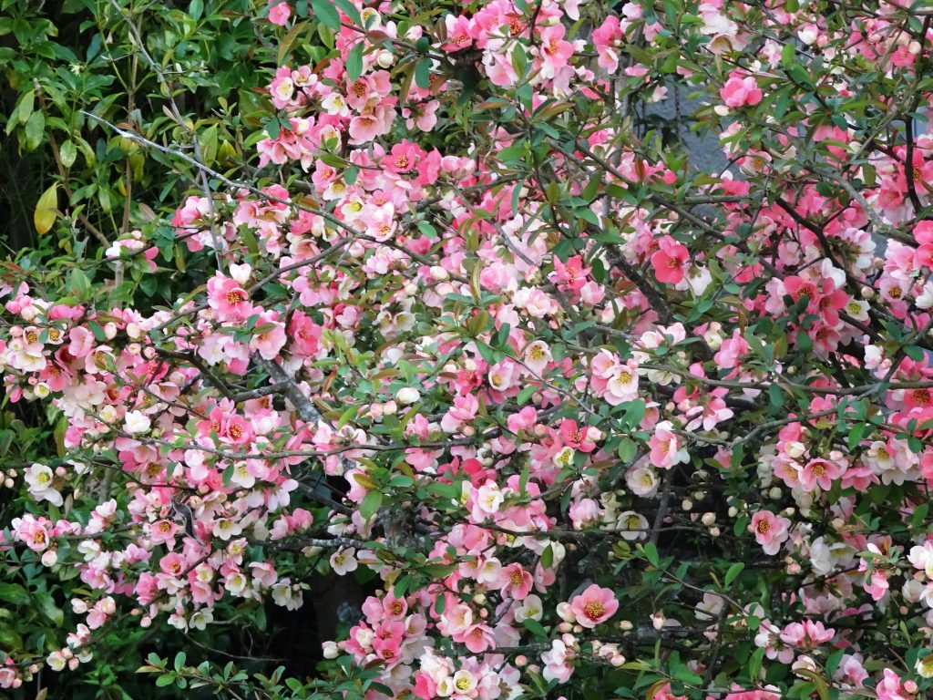 木瓜(ぼけ)の花
