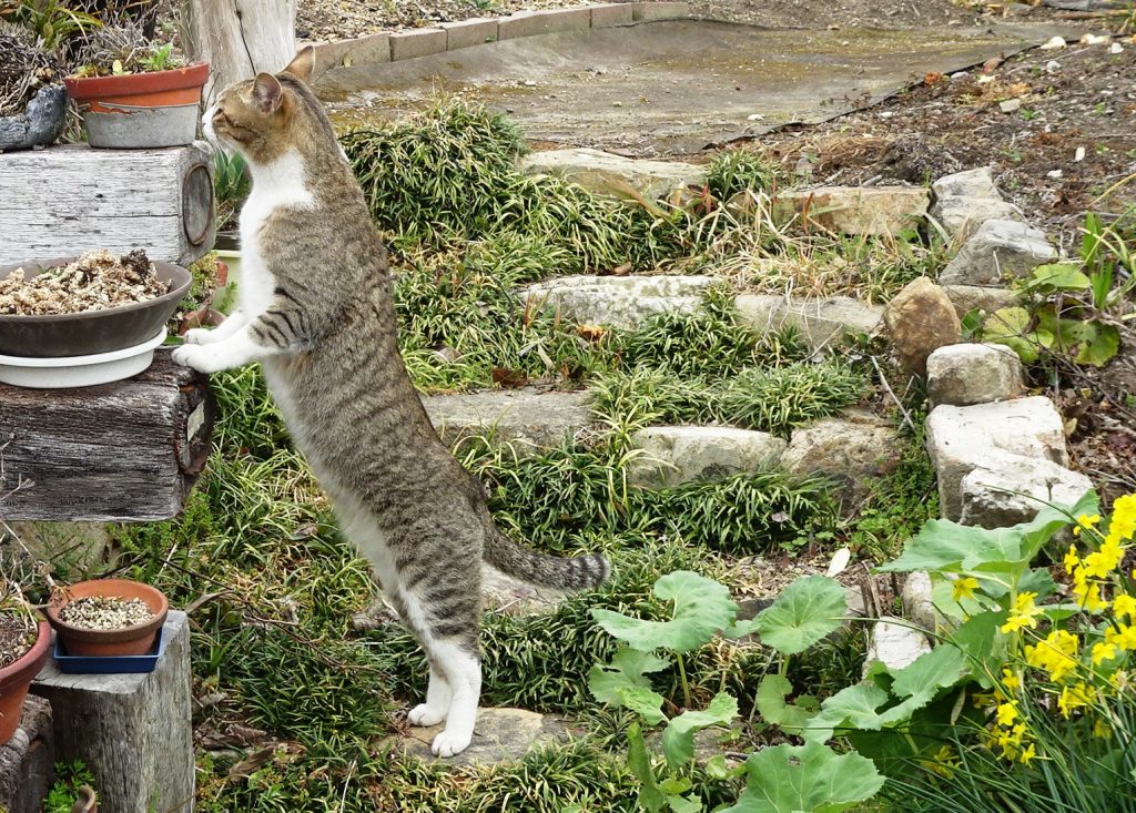 ねこ、風太 巡回