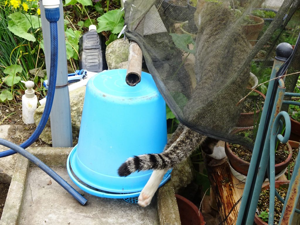 ねこ、風太 巡回