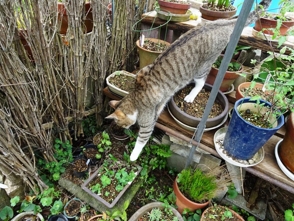 ねこ、風太 巡回