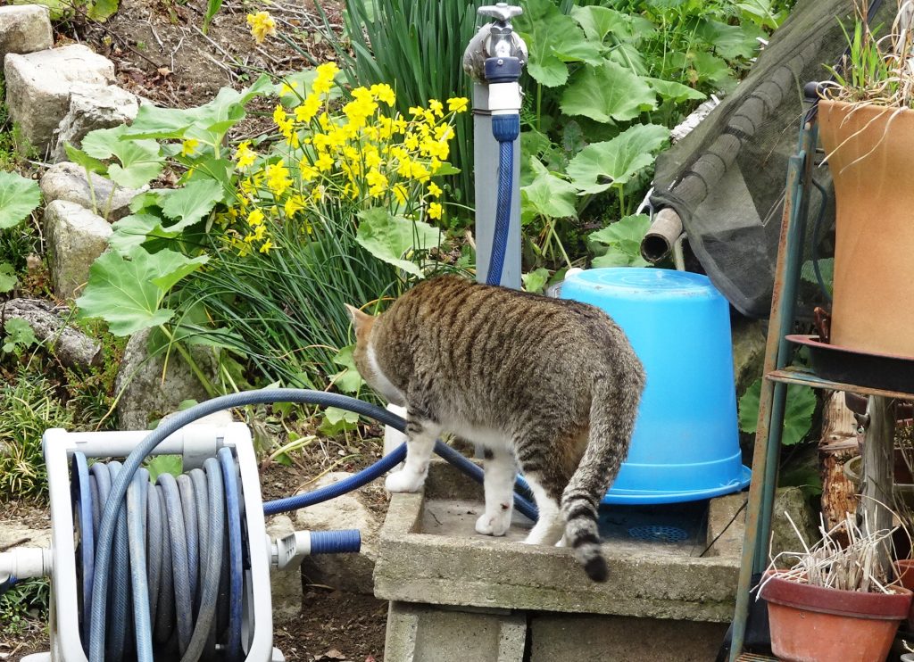 ねこ、風太 巡回
