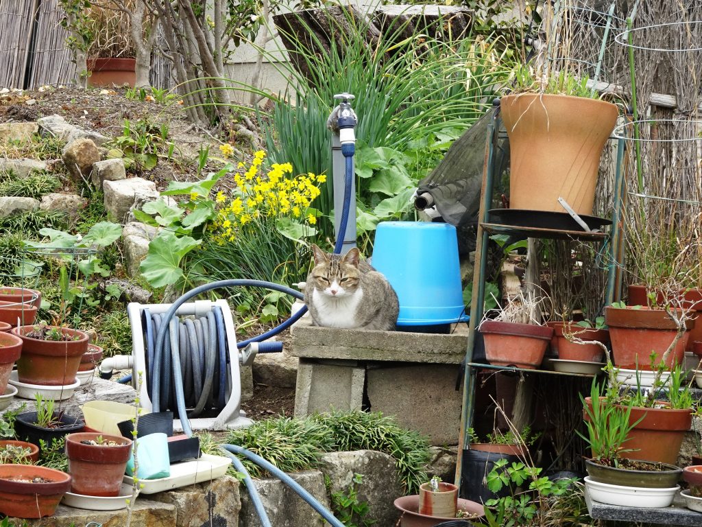 ねこ、風太 巡回