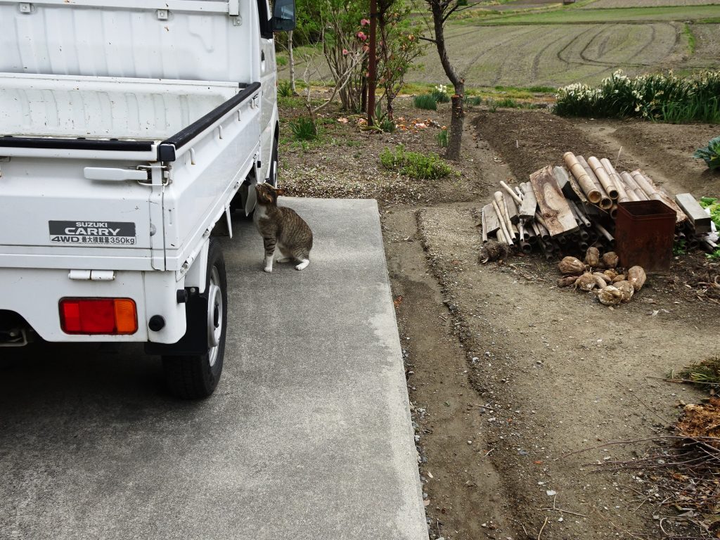 ねこ、風太 巡回
