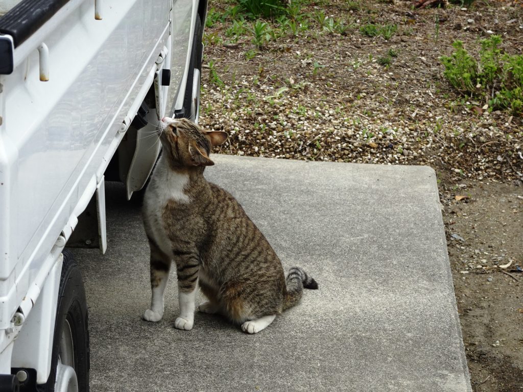 ねこ、風太 巡回