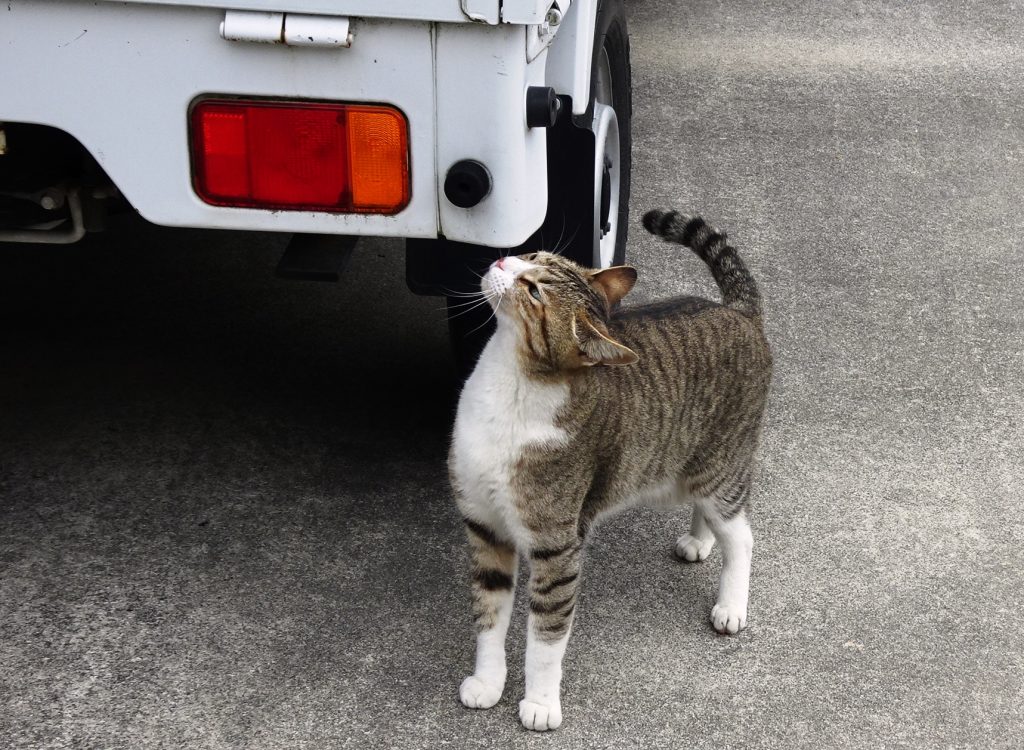 ねこ、風太 巡回