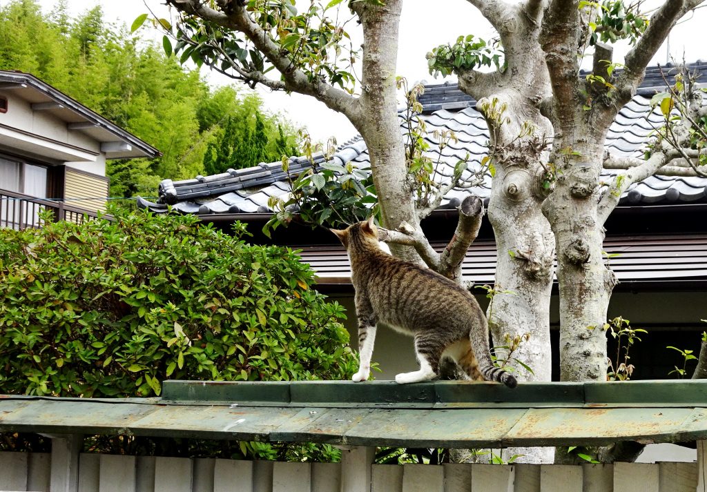 ねこ、風太 巡回
