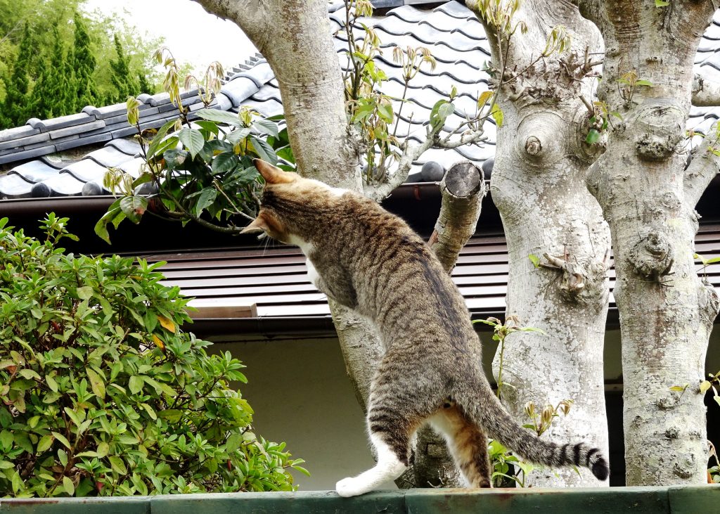 ねこ、風太 巡回