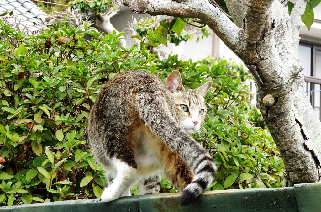 ねこ、風太 巡回
