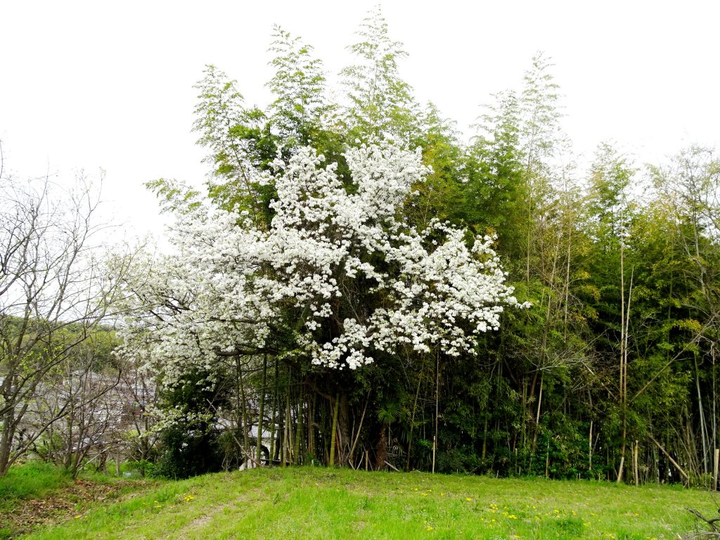 梨の花