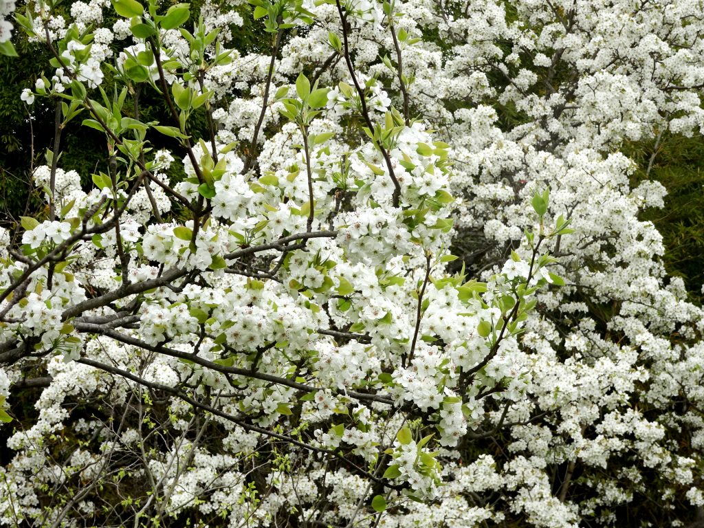 梨の花