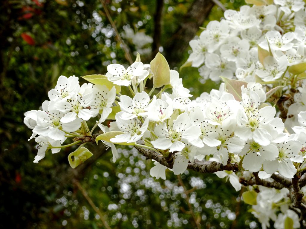 梨の花