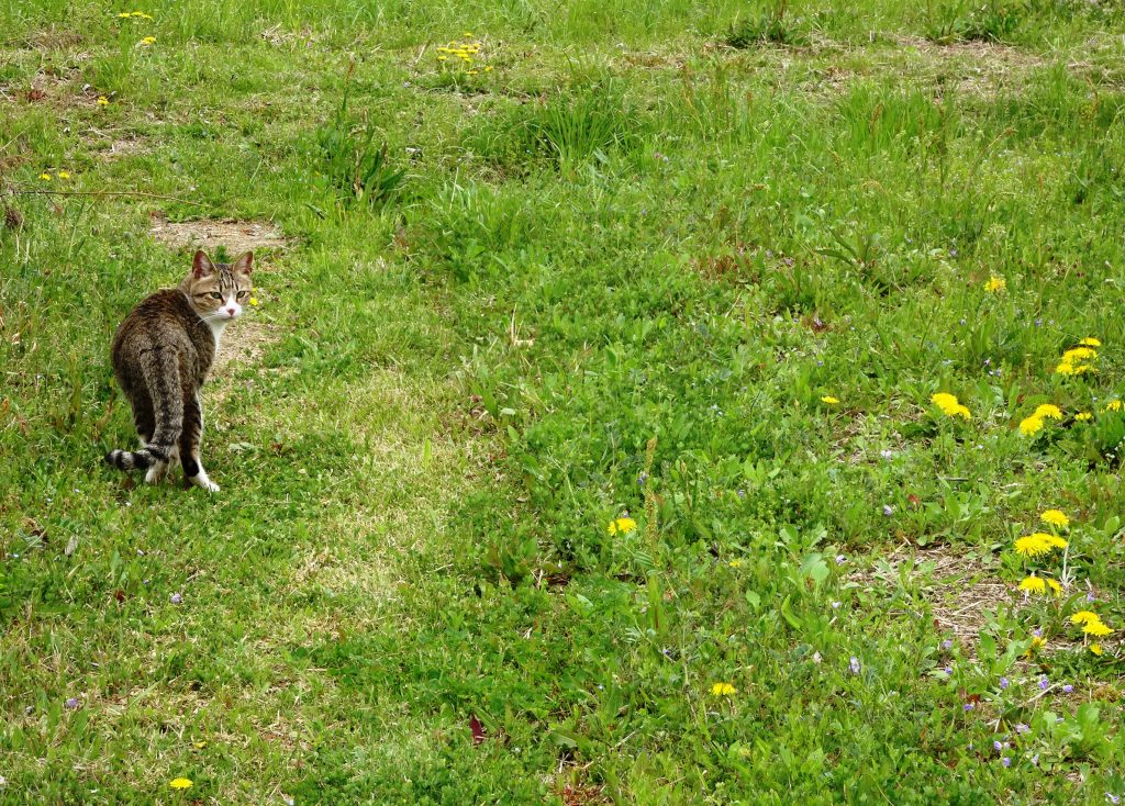 ねこ、風太 巡回