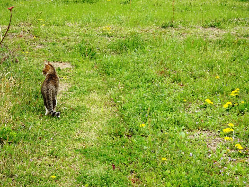 ねこ、風太 巡回