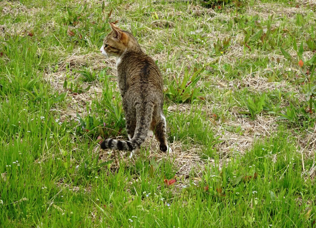 ねこ、風太 巡回
