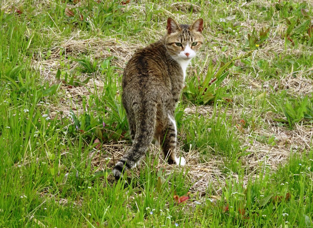 ねこ、風太 巡回