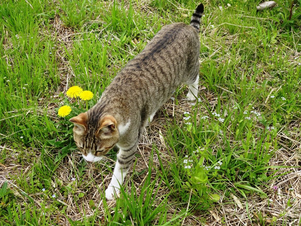 ねこ、風太 巡回