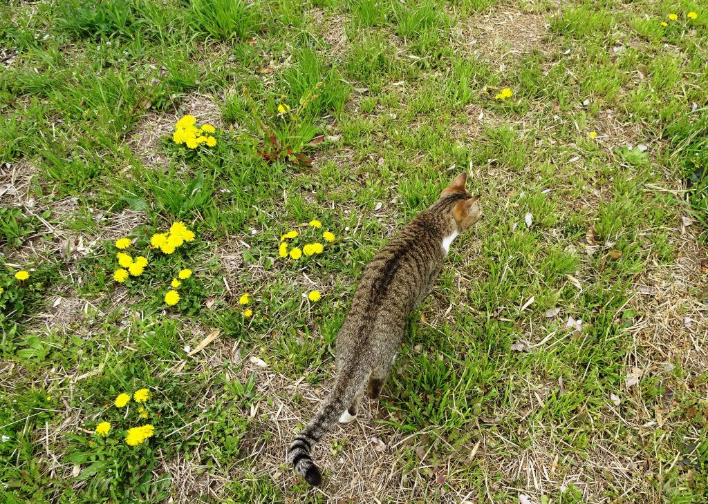 ねこ、風太 巡回
