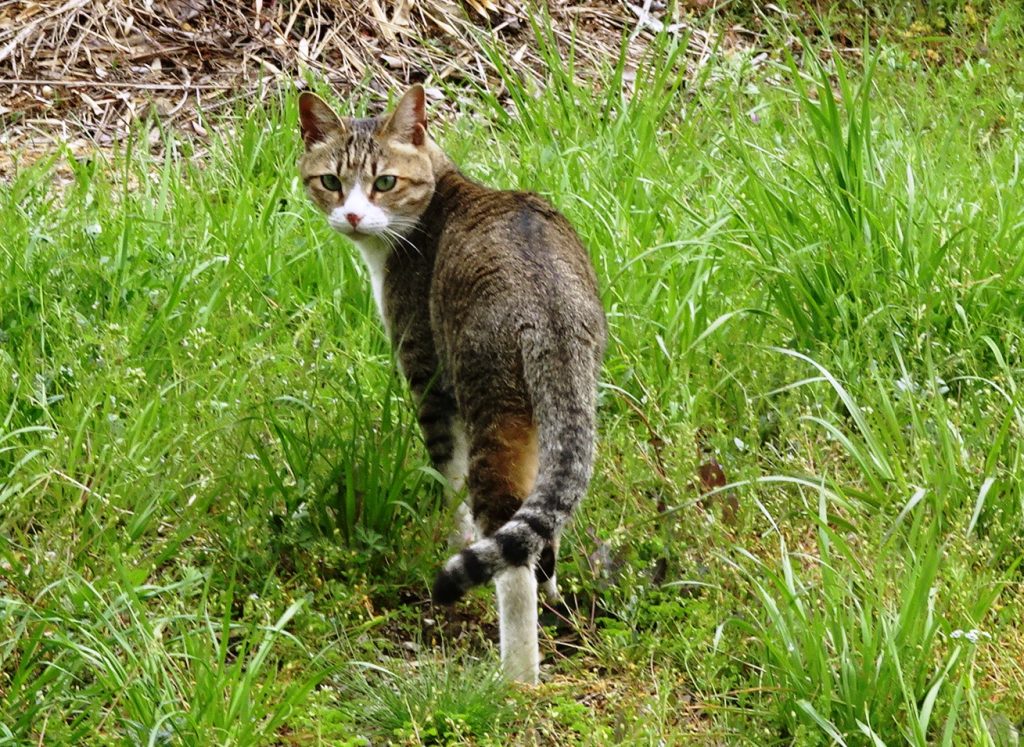 ねこ、風太 巡回