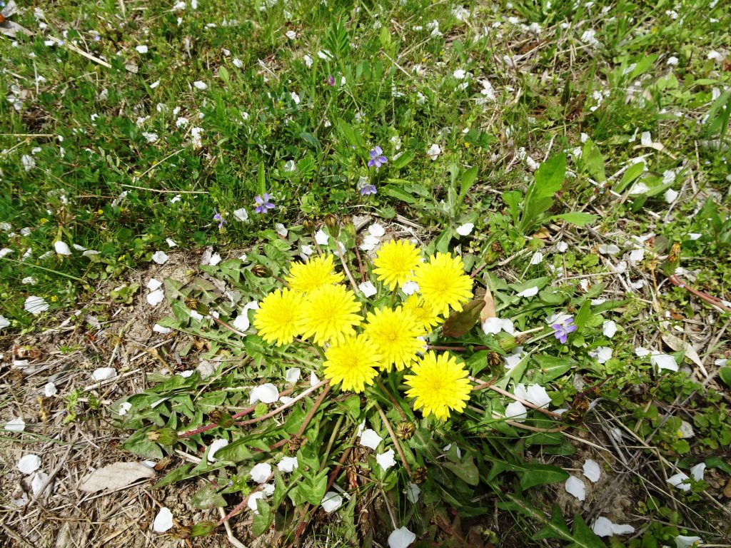 梨の花が散り