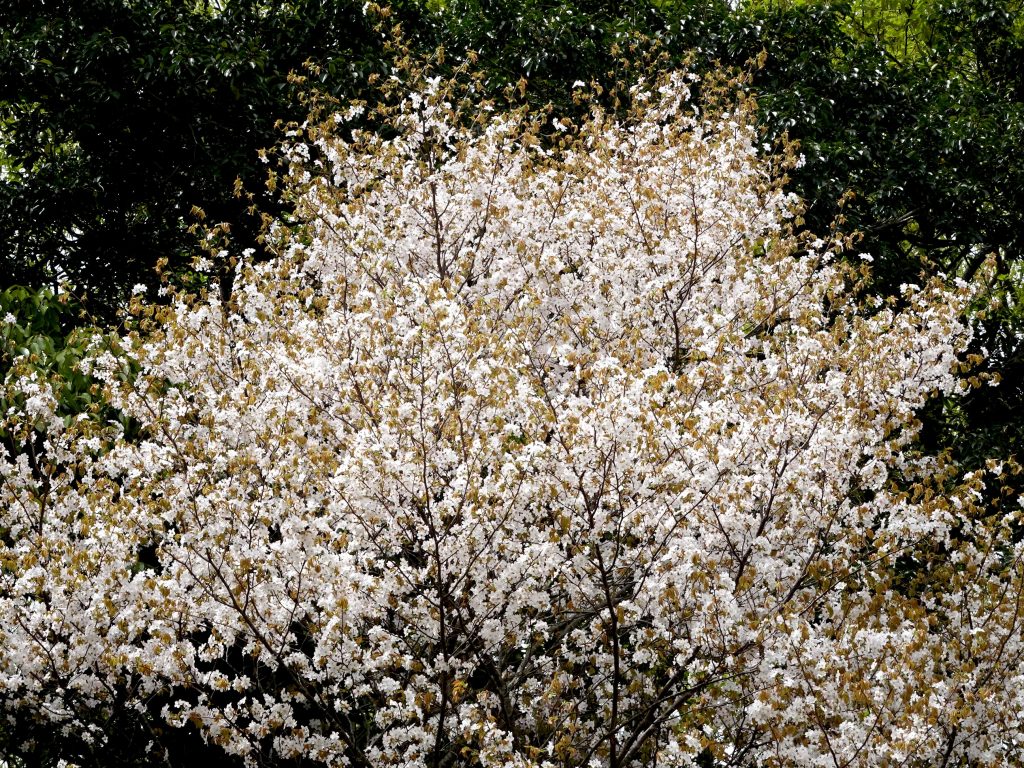 最後の桜