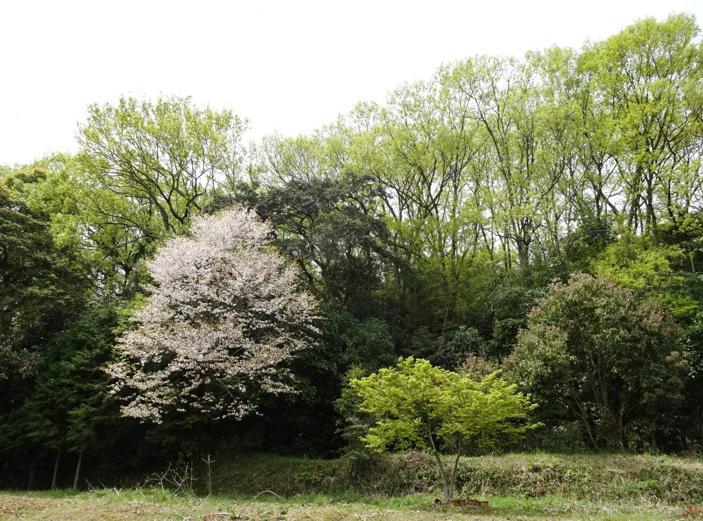 桜ともみじ