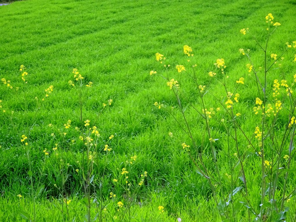 セイヨウカラシナと麦