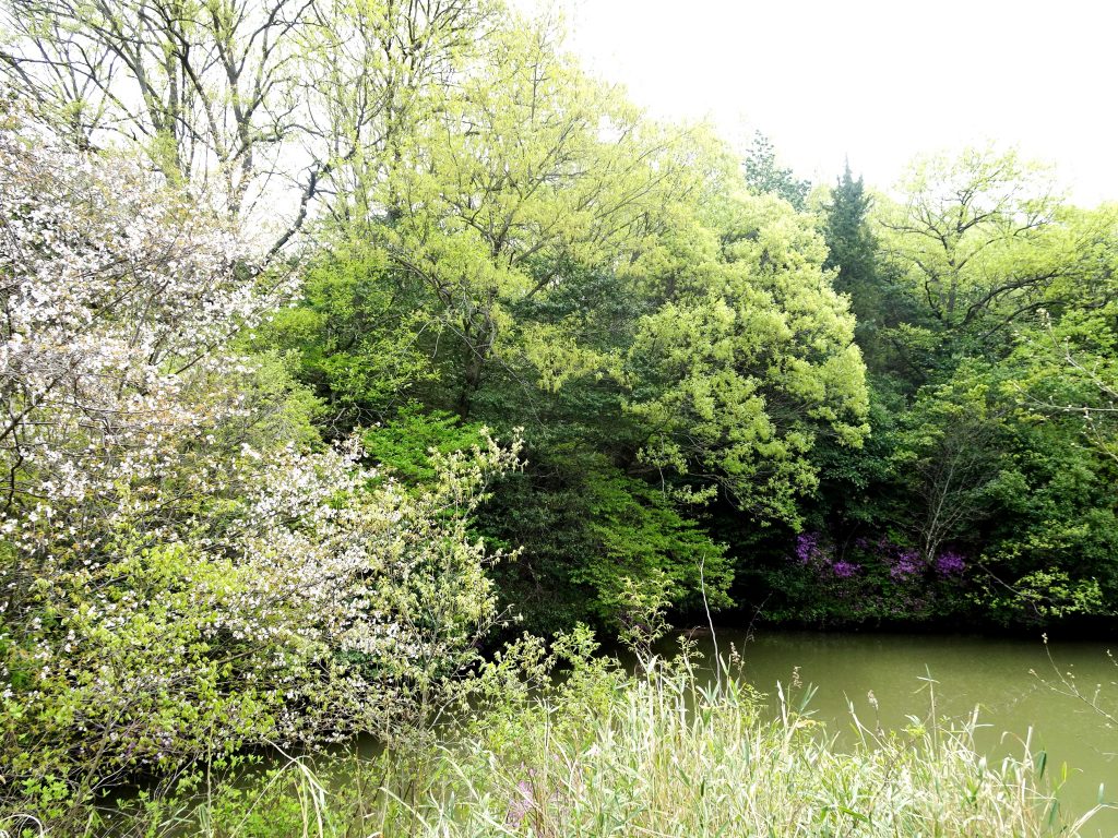 最後の桜