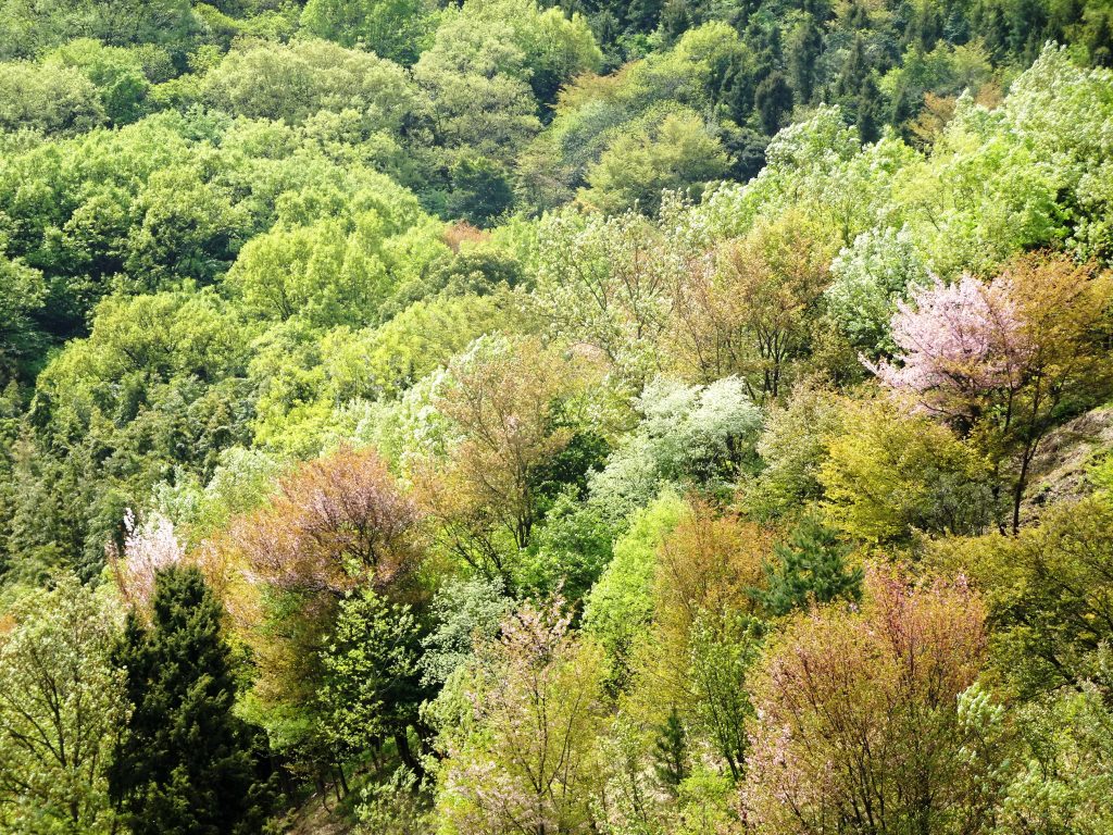 最後の桜