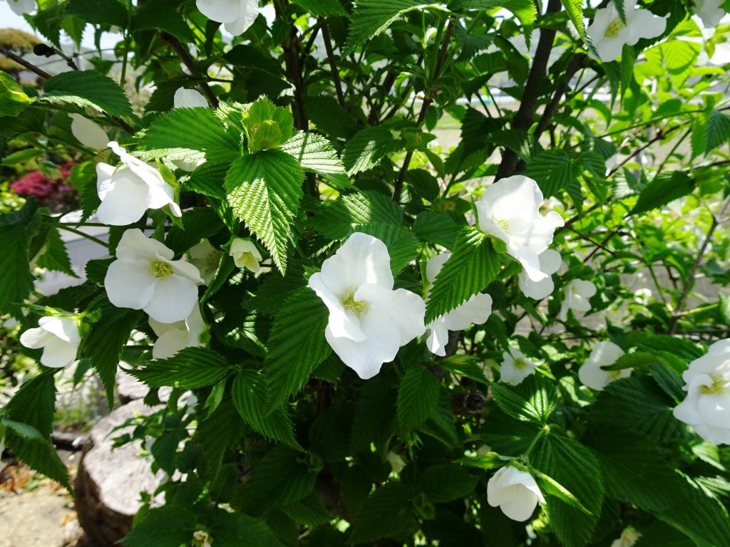 白山吹
