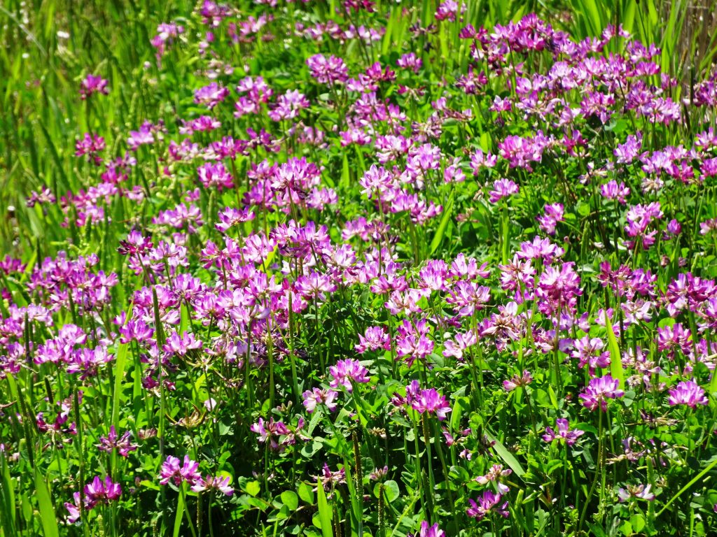 蓮華草