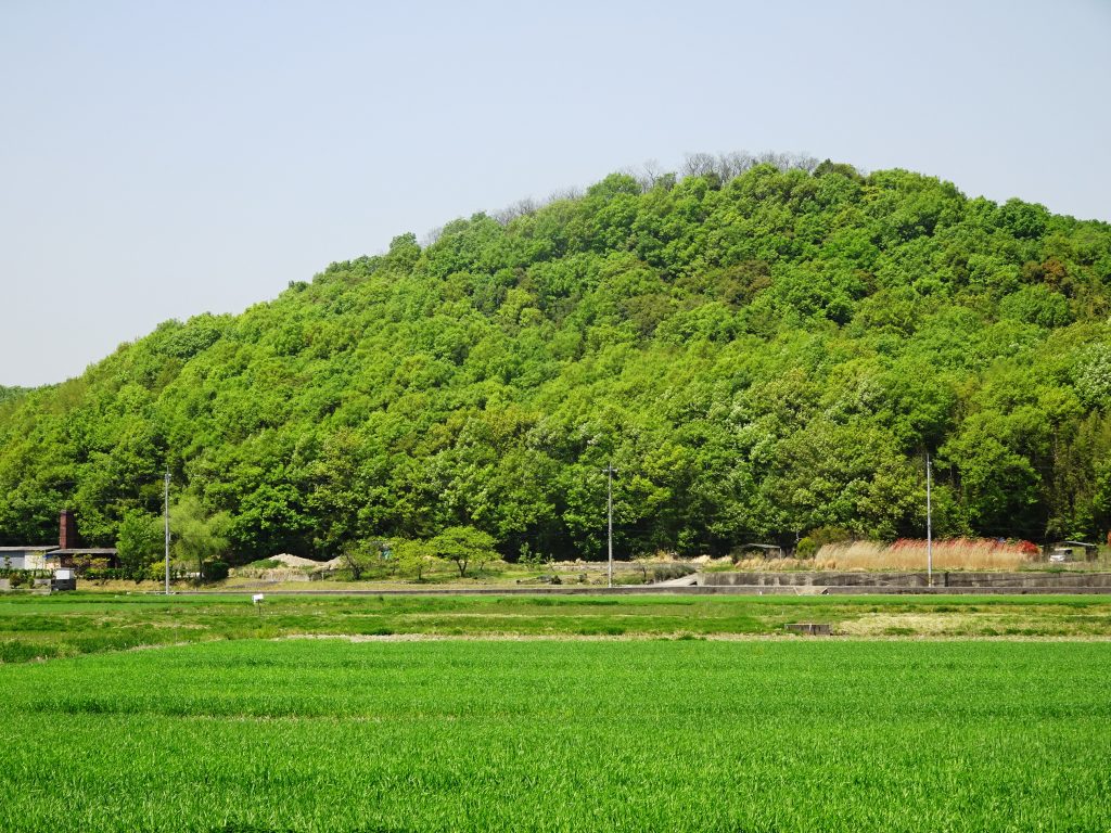 麦と新緑