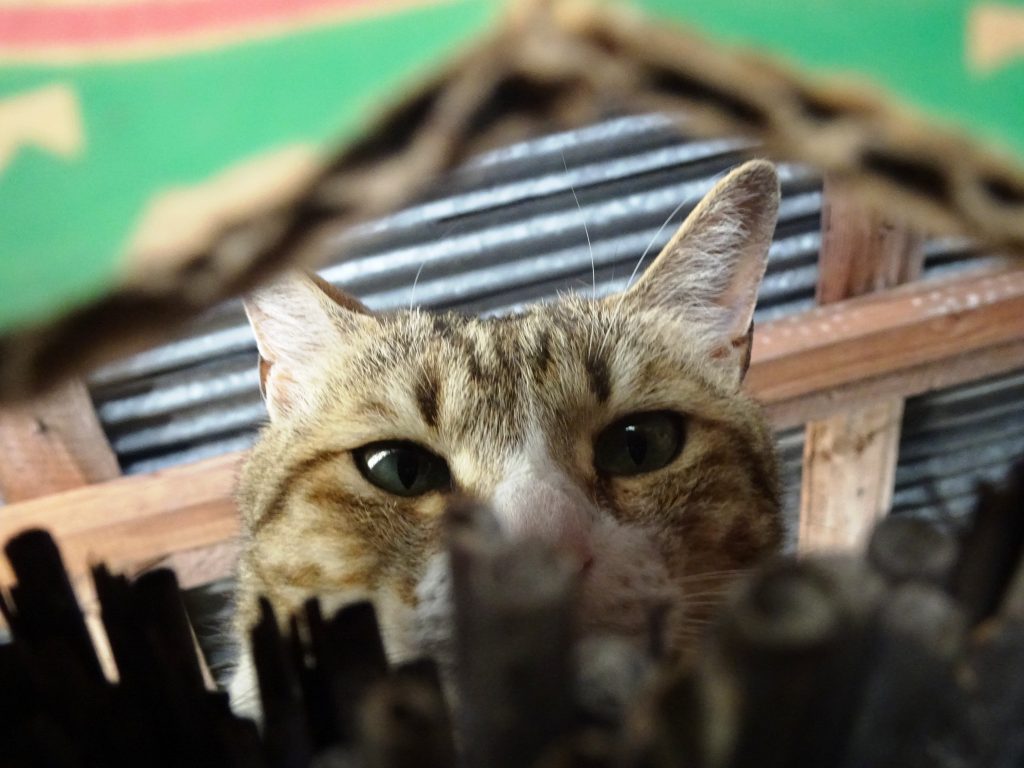 ねこ、風太 隠れ家