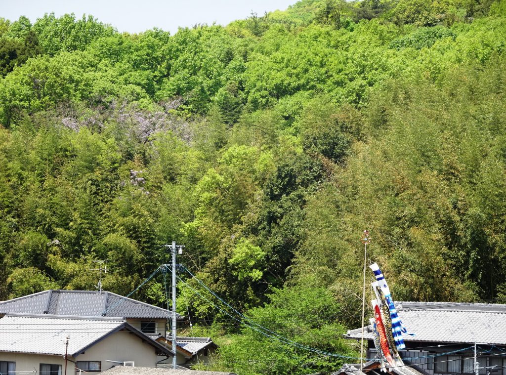 山の藤