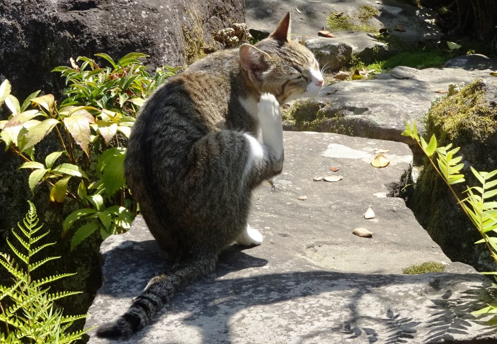 ねこ、風太 巡回