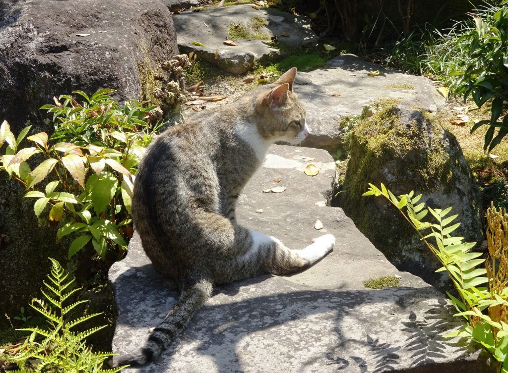 ねこ、風太 巡回